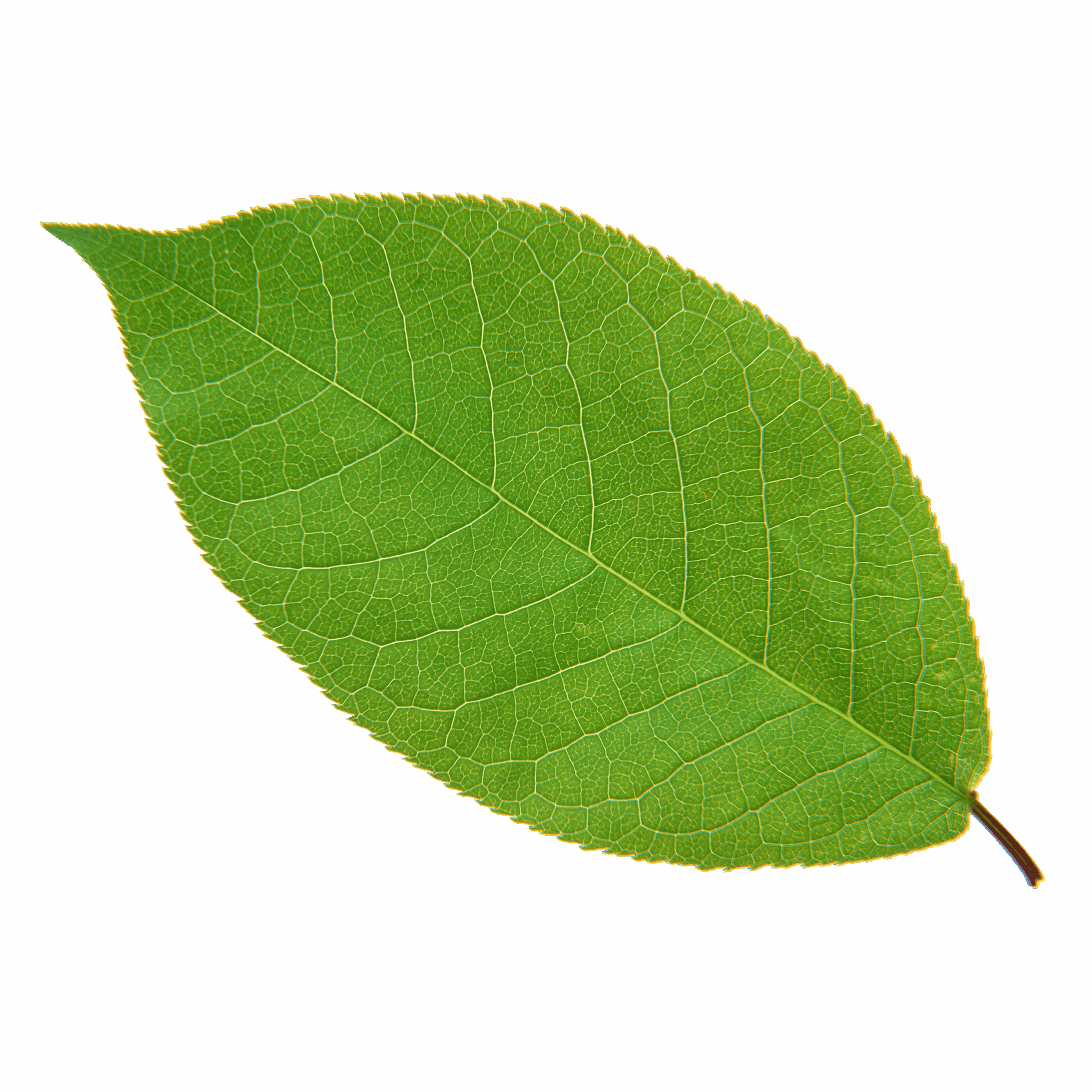 green leaf